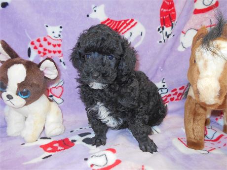 CRYSTAL PRECIOUS BABIES M#1  3.4 LBS