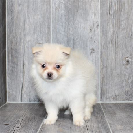 2697-05 Pomeranian