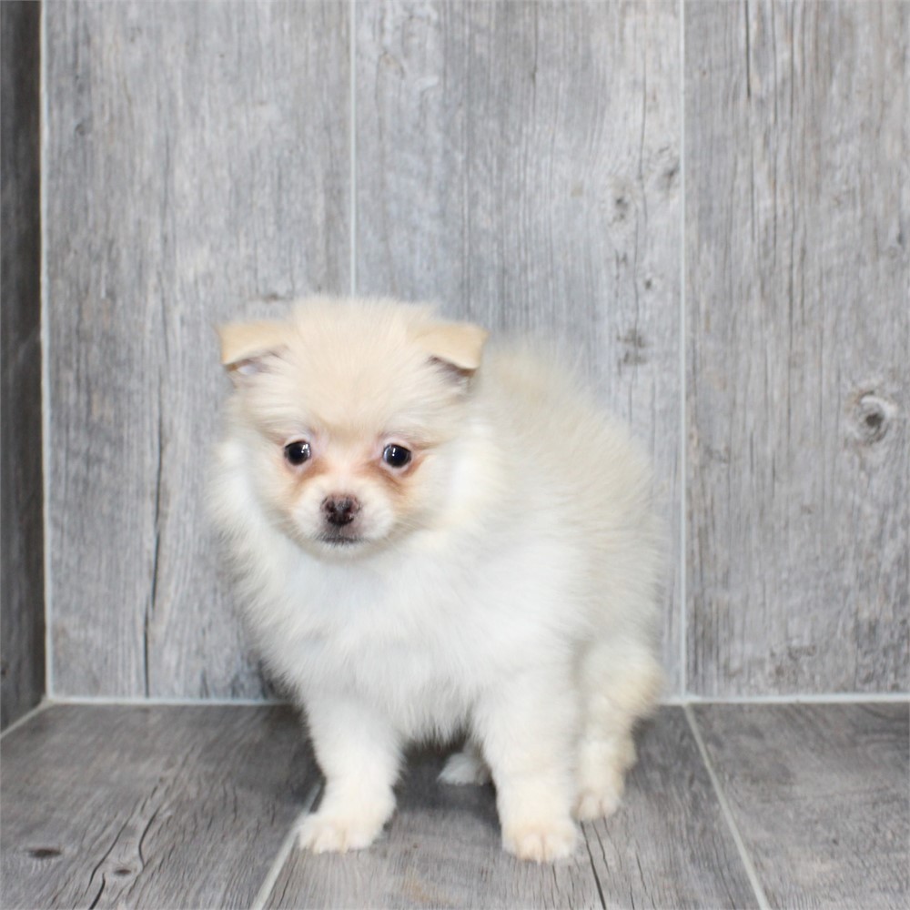 2697-05 Pomeranian