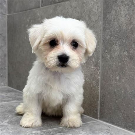 Coton 26185-03