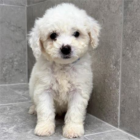 Mini Poodle 26188-02
