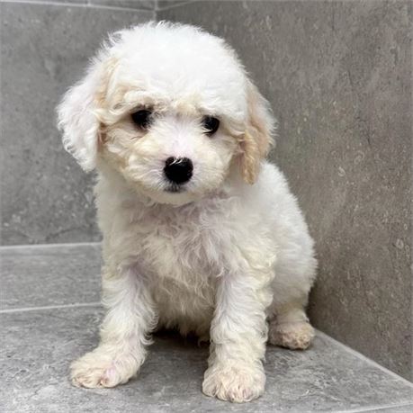 Mini Poodle 26188-01