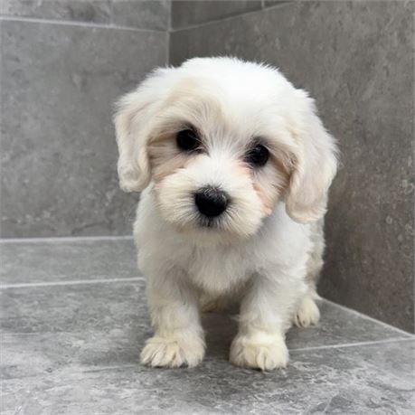Coton 26185-02