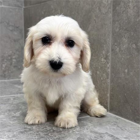 Coton 26185-01