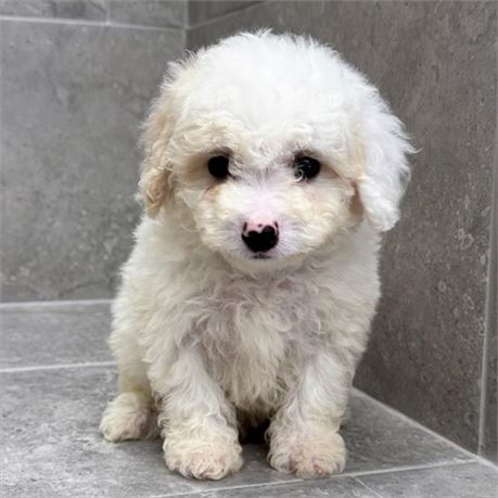 Mini Poodle 26188-03