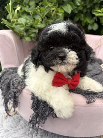 Boy, ShiPoo, Alexander 7963
