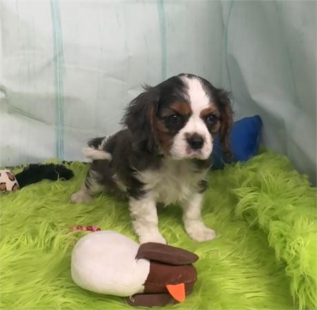 Super Nice Little Cavalier (M)