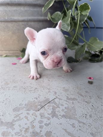 Prince