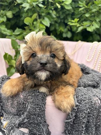 Girl, ShiPoo, Prim, 7952