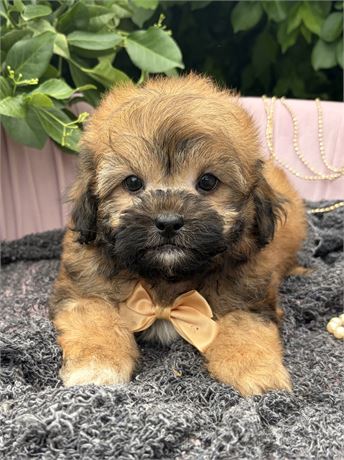 Boy, ShiPoo, Arthur, 7955