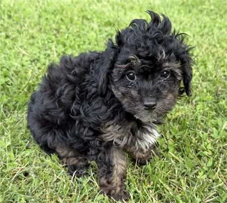 Poodle - Verona’s # 1 (M)
