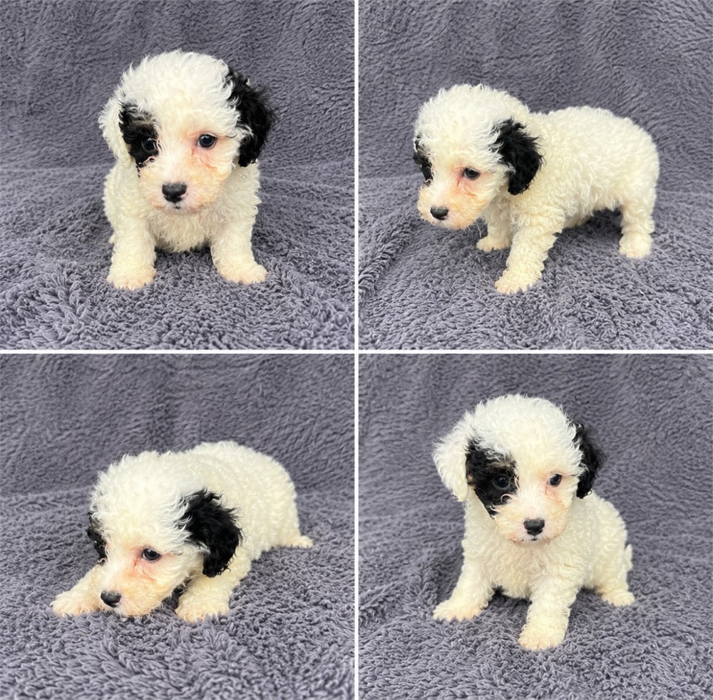 Toy Poodle male