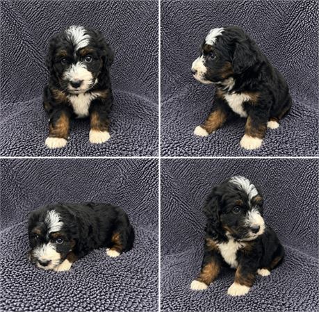 mini/female