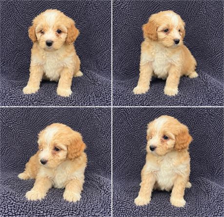 mini/male