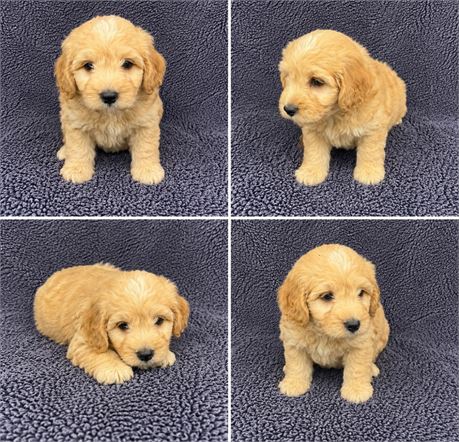 mini/ male
