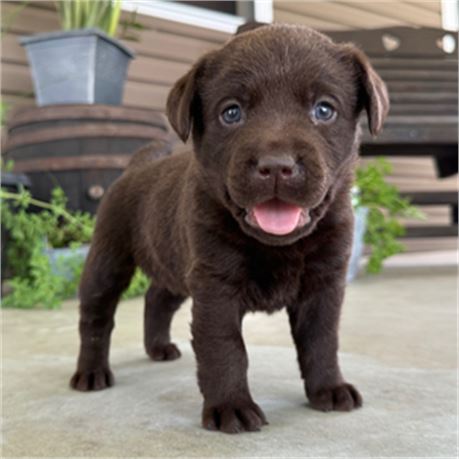 AKC English Chocolate Lab - Josey
