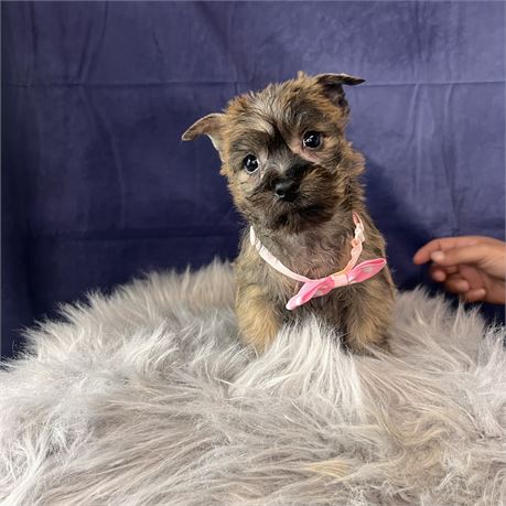 Female Cairn Terrier