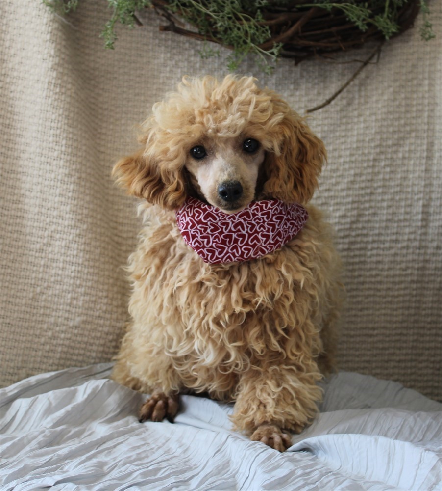 Female Miniature poodle