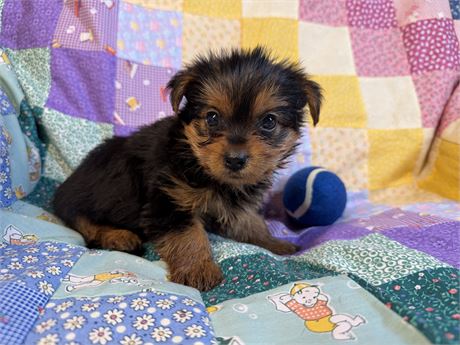 Yorkie - Madeline’s # 1 (M)