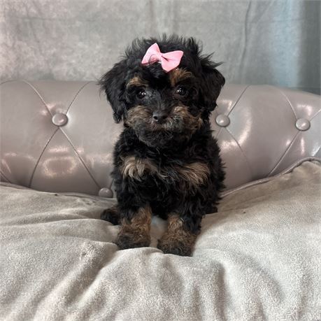 Female Miniature poodle