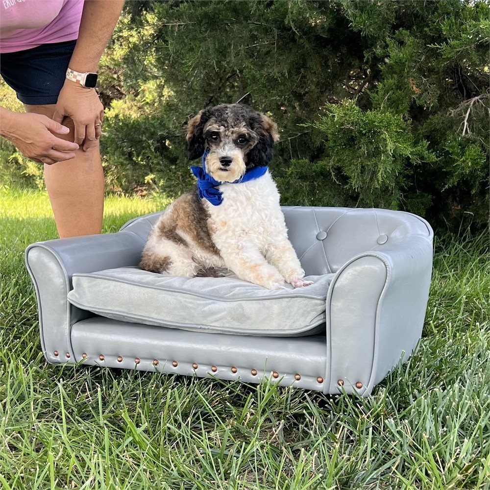 Female Miniature poodle