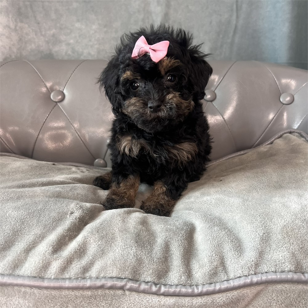 Female Miniature poodle