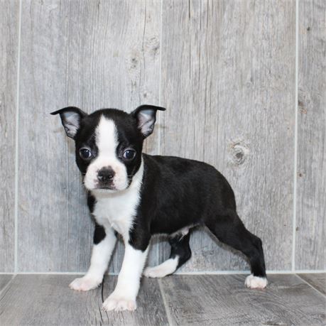 26101-02 Boston Terrier