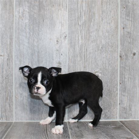 26101-01 Boston Terrier