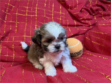 Hava-Tzu  Haylee’s  # 1 (M)