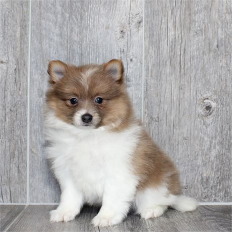 26109-04 Pomeranian