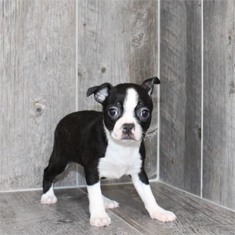 26101-03 Boston Terrier