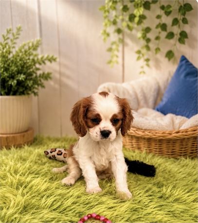 NICE LITTLE CAVALIER (M)