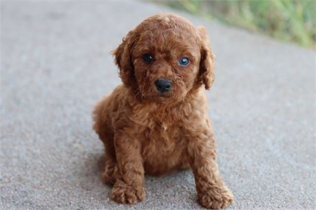 USDA CLEAN* ICA Reg F1b Toy Cavapoo