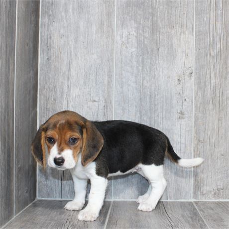 26106-05 Beagle