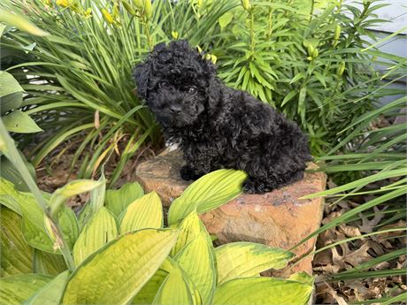 Poodle - Verona’s # 2 (F)