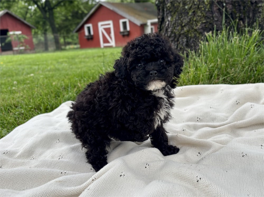Sweet Poodle Female