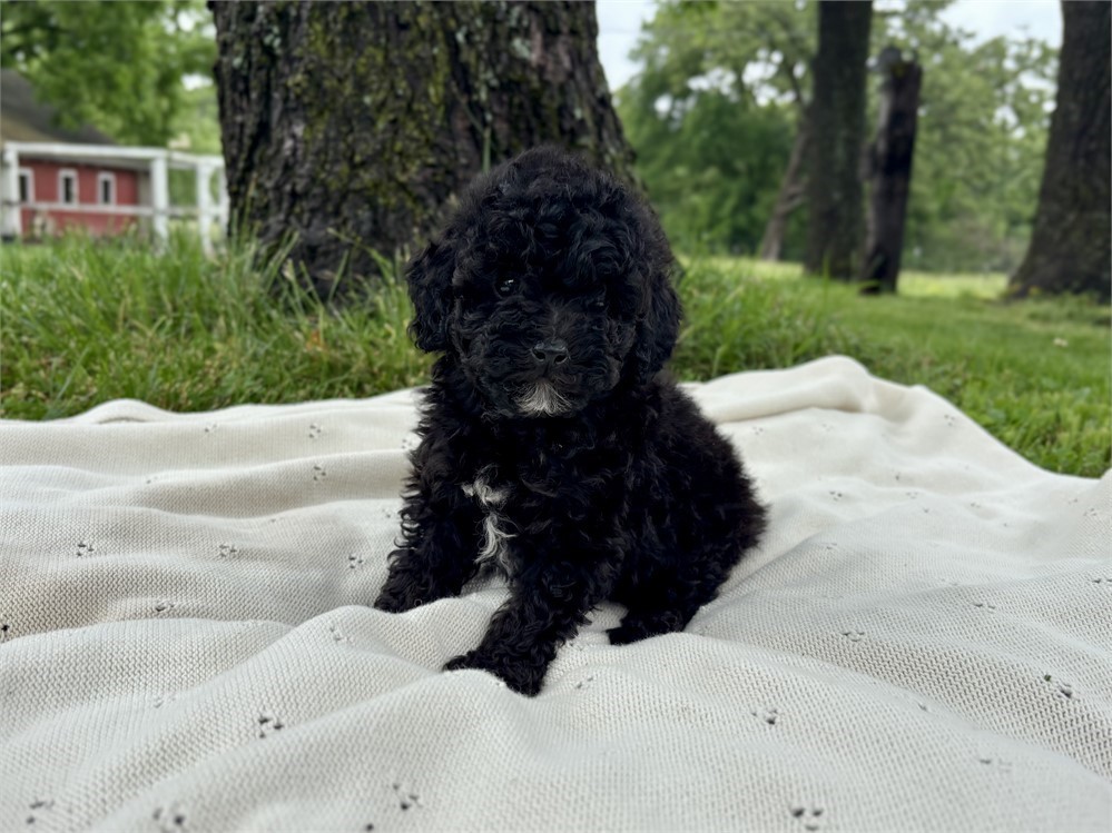 Friendly Poodle Male