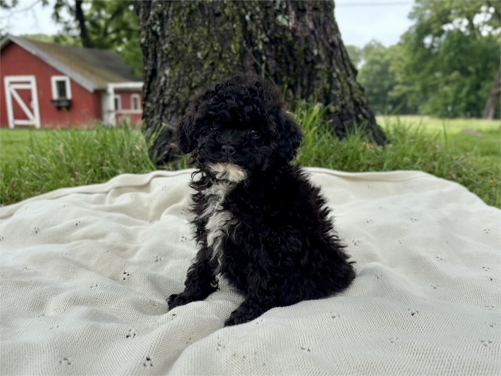 Sweet Poodle Female