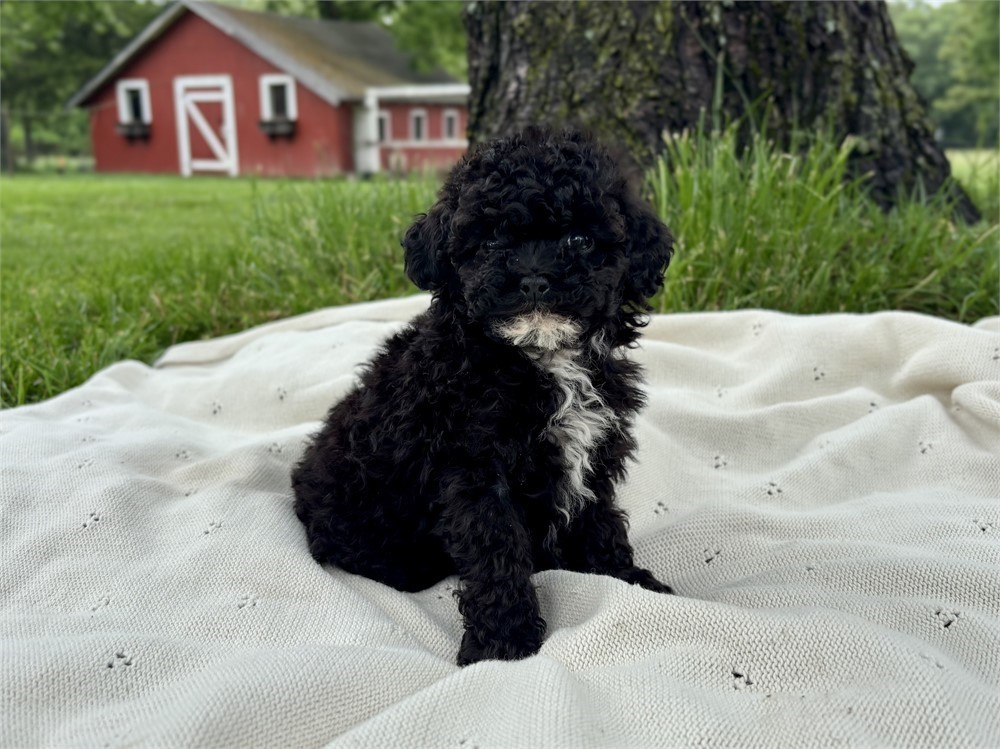Sweet Poodle Female
