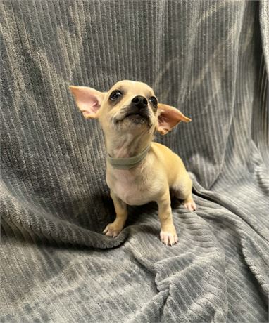 Beau
