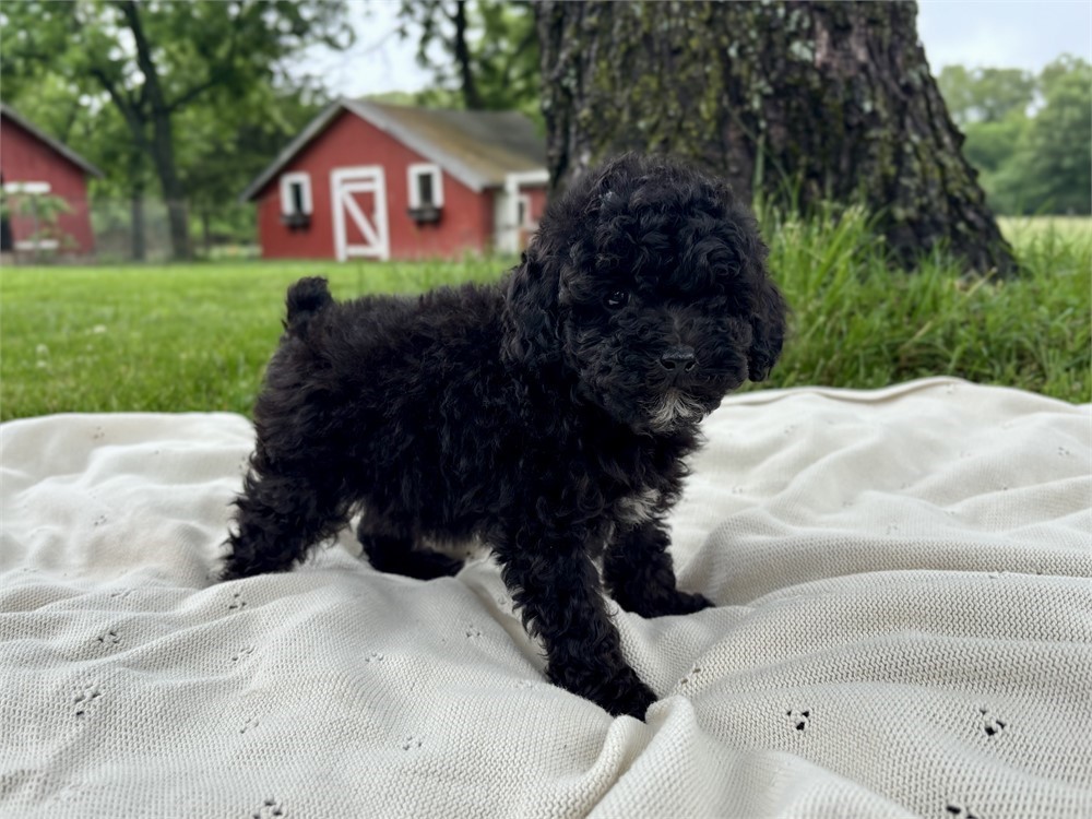 Friendly Poodle Male