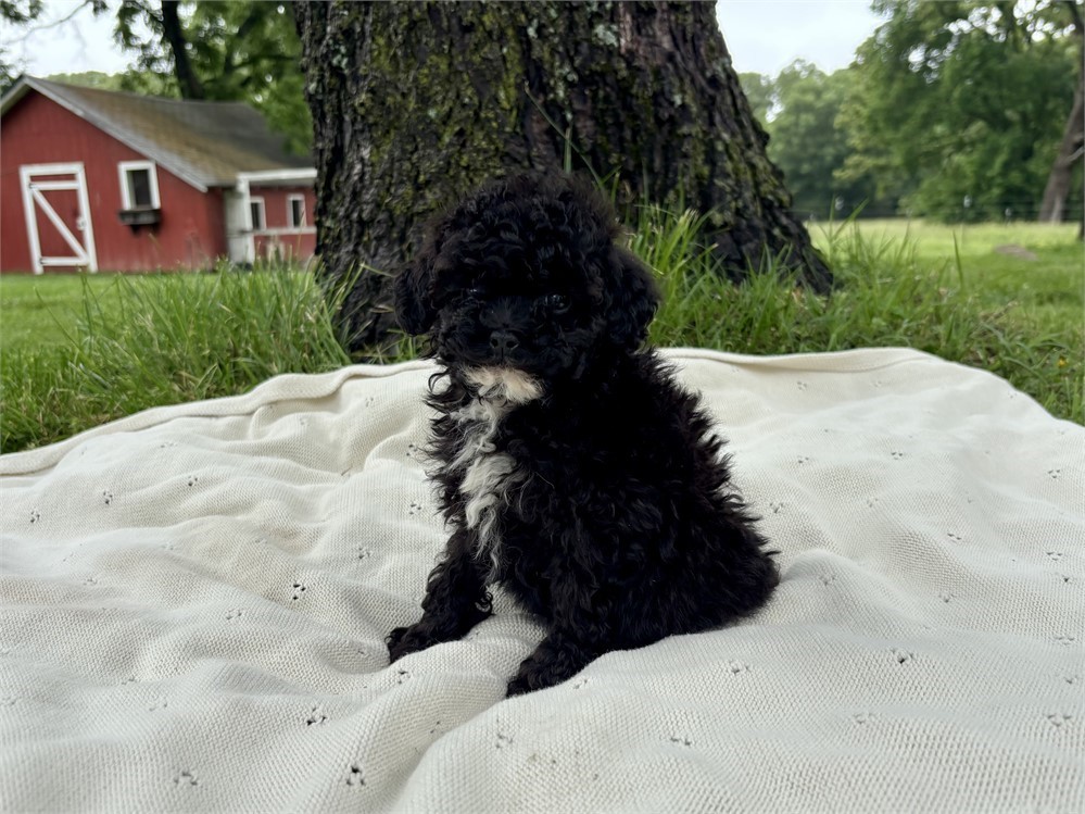 Sweet Poodle Female