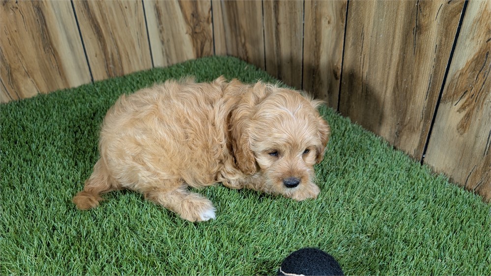 Red Cavapoo Male