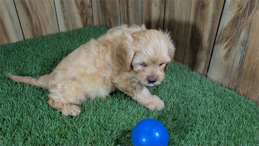 Red Cavapoo Male