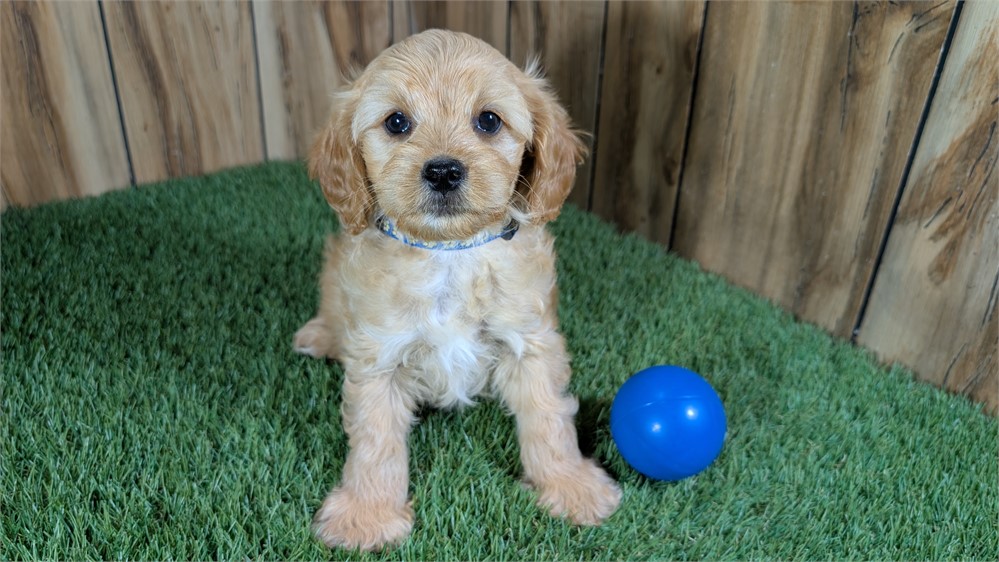 Red Cavapoo Male