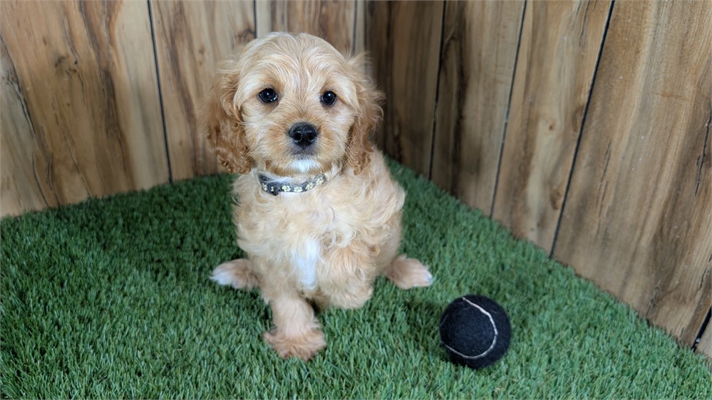 Red Cavapoo Male