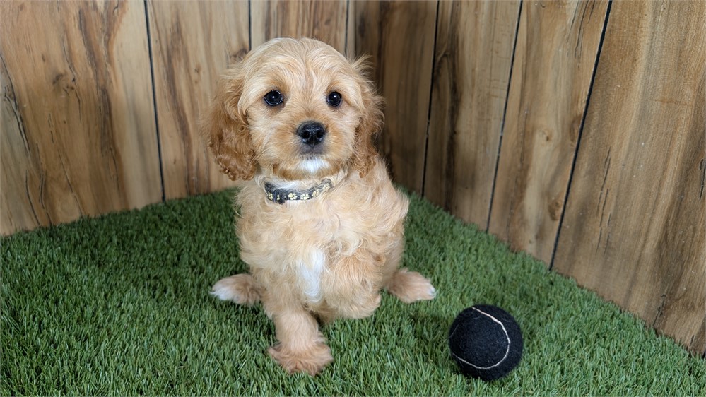 Red Cavapoo Male