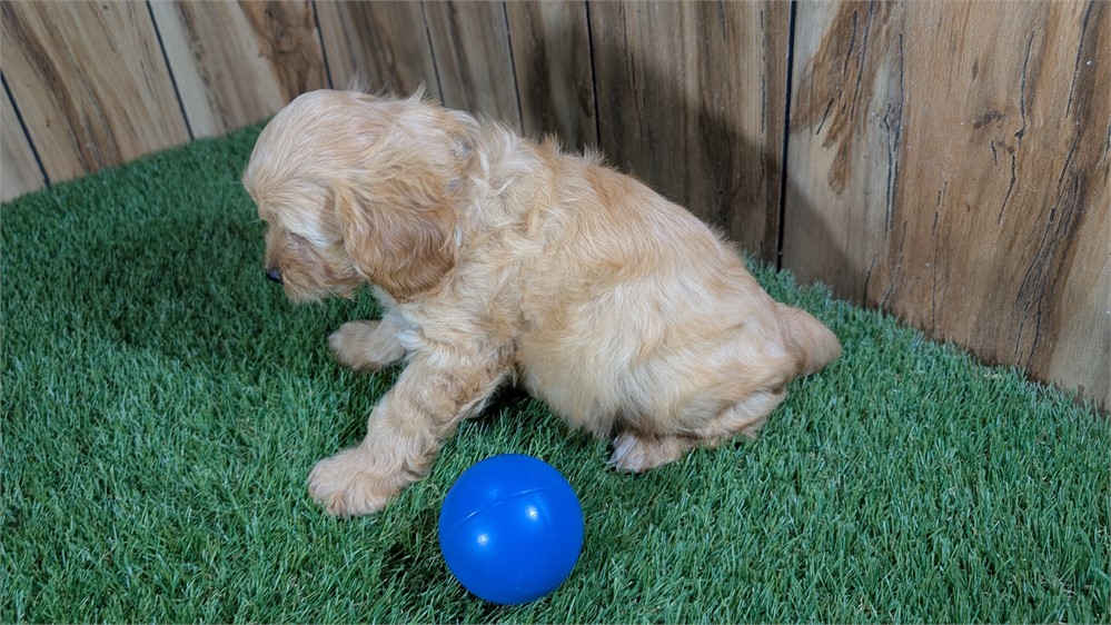 Red Cavapoo Male