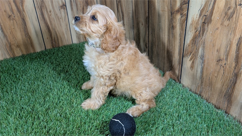 Red Cavapoo Male