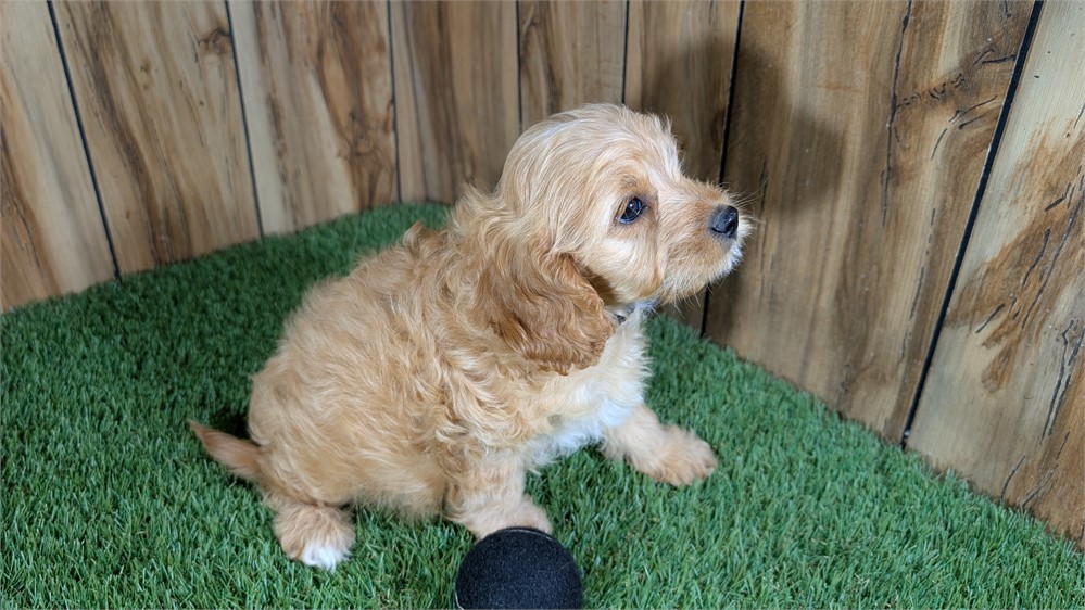 Red Cavapoo Male
